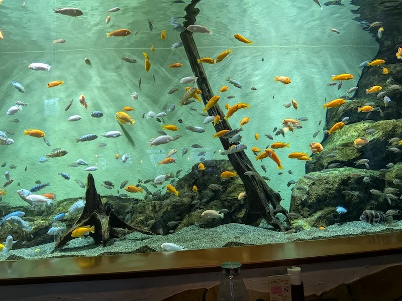 店内の淡水水槽