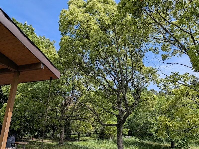 大池公園の自然